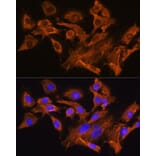 Immunofluorescence - Anti-AVPR1A/V1aR Antibody (A10419) - Antibodies.com