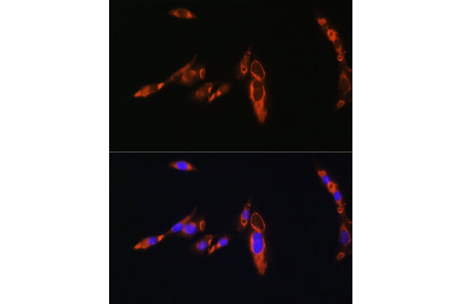 Immunofluorescence - Anti-AVPR1A/V1aR Antibody (A10419) - Antibodies.com