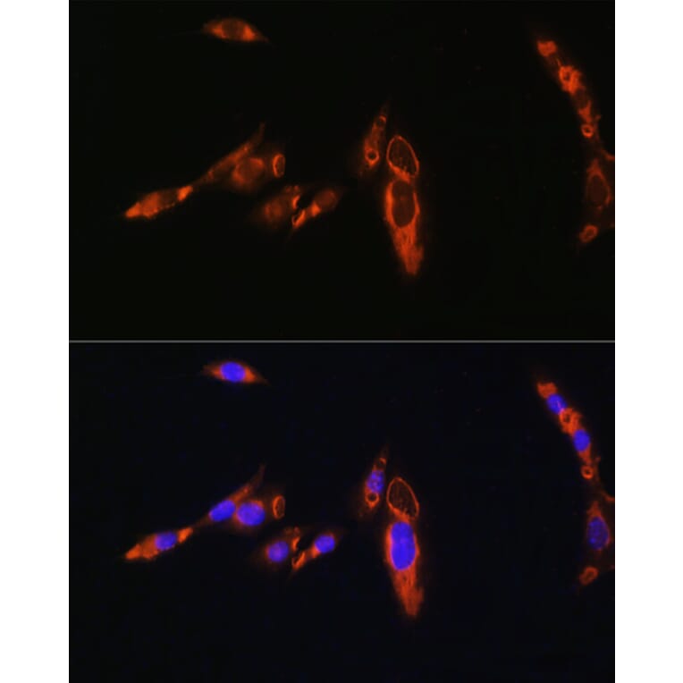 Immunofluorescence - Anti-AVPR1A/V1aR Antibody (A10419) - Antibodies.com