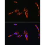 Immunofluorescence - Anti-AVPR1A/V1aR Antibody (A10419) - Antibodies.com