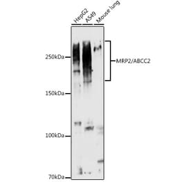 Western Blot - Anti-MRP2 Antibody (A10420) - Antibodies.com