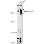 Western Blot - Anti-MRP2 Antibody (A10420) - Antibodies.com