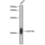Western Blot - Anti-COX7A2 Antibody (A10421) - Antibodies.com