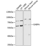Western Blot - Anti-GABPA Antibody (A10423) - Antibodies.com