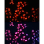 Immunofluorescence - Anti-GABPA Antibody (A10423) - Antibodies.com