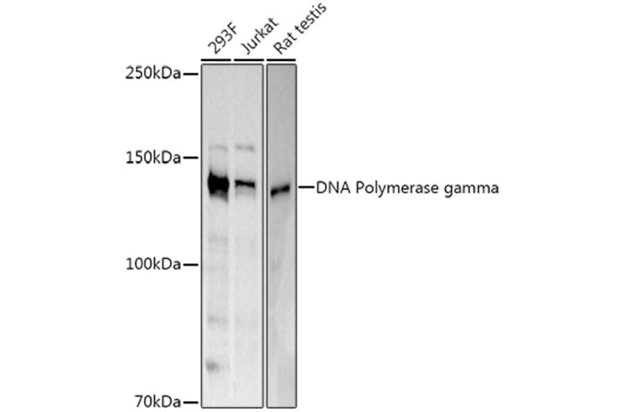 Western Blot - Anti-POLG Antibody (A10426) - Antibodies.com