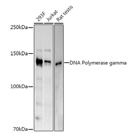 Western Blot - Anti-POLG Antibody (A10426) - Antibodies.com