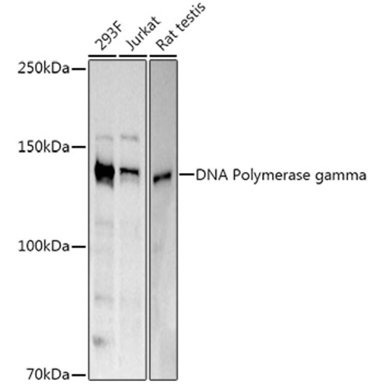 Western Blot - Anti-POLG Antibody (A10426) - Antibodies.com