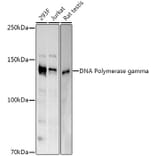 Western Blot - Anti-POLG Antibody (A10426) - Antibodies.com