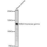 Western Blot - Anti-POLG Antibody (A10426) - Antibodies.com