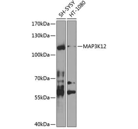 Western Blot - Anti-MAP3K12 Antibody (A10427) - Antibodies.com