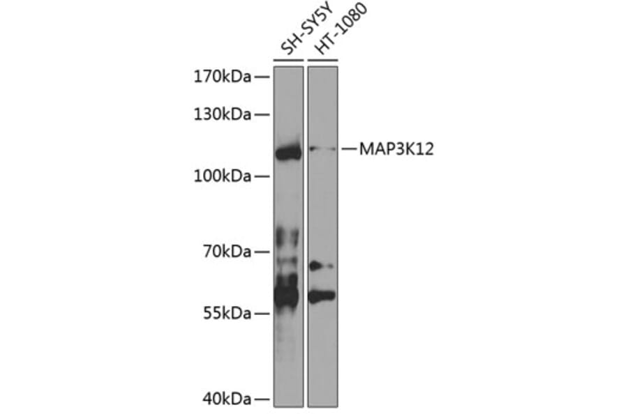 Western Blot - Anti-MAP3K12 Antibody (A10427) - Antibodies.com