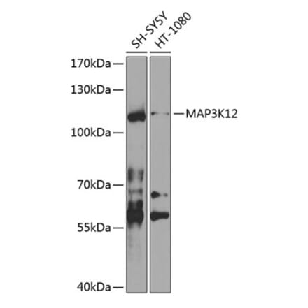 Western Blot - Anti-MAP3K12 Antibody (A10427) - Antibodies.com