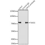 Western Blot - Anti-TAF15 Antibody (A10428) - Antibodies.com