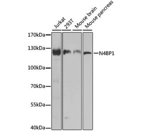 Western Blot - Anti-N4BP1 Antibody (A10430) - Antibodies.com