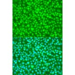 Immunofluorescence - Anti-N4BP1 Antibody (A10430) - Antibodies.com