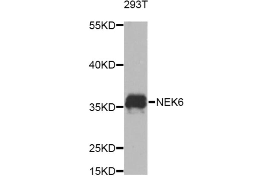 Western Blot - Anti-NEK6 Antibody (A8481) - Antibodies.com