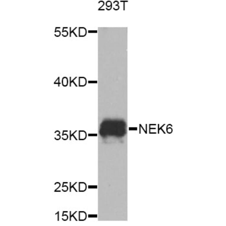 Western Blot - Anti-NEK6 Antibody (A8481) - Antibodies.com