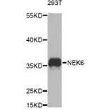 Western Blot - Anti-NEK6 Antibody (A8481) - Antibodies.com