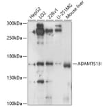 Western Blot - Anti-ADAMTS13 Antibody (A10432) - Antibodies.com