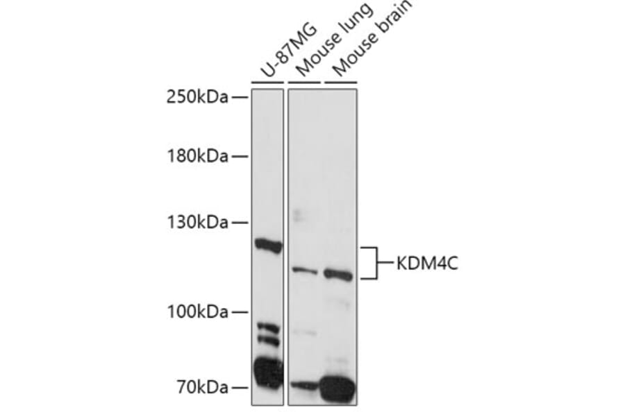 Western Blot - Anti-KDM4C/GASC1/JMJD2C Antibody (A10433) - Antibodies.com