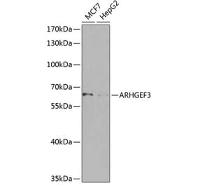 Western Blot - Anti-ARHGEF3 Antibody (A10436) - Antibodies.com