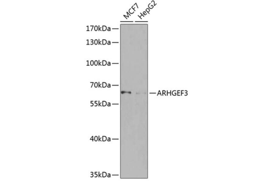 Western Blot - Anti-ARHGEF3 Antibody (A10436) - Antibodies.com