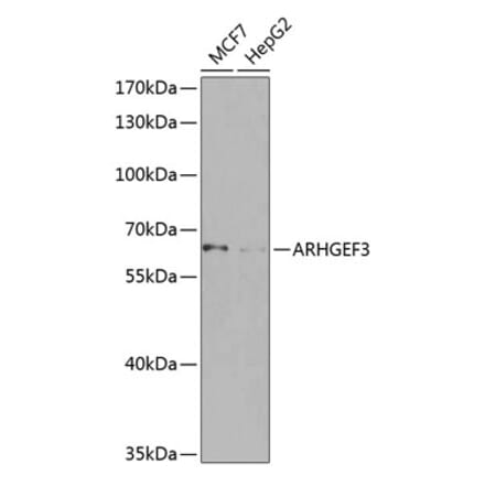 Western Blot - Anti-ARHGEF3 Antibody (A10436) - Antibodies.com