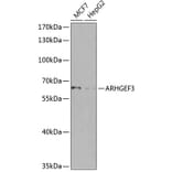 Western Blot - Anti-ARHGEF3 Antibody (A10436) - Antibodies.com