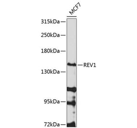 Western Blot - Anti-REV1 Antibody (A10437) - Antibodies.com
