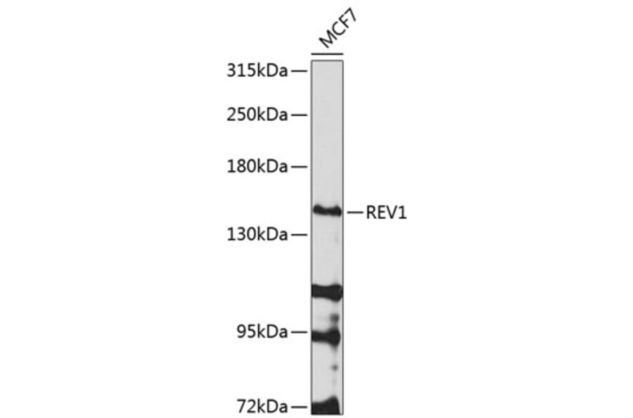 Western Blot - Anti-REV1 Antibody (A10437) - Antibodies.com