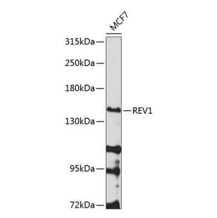 Western Blot - Anti-REV1 Antibody (A10437) - Antibodies.com