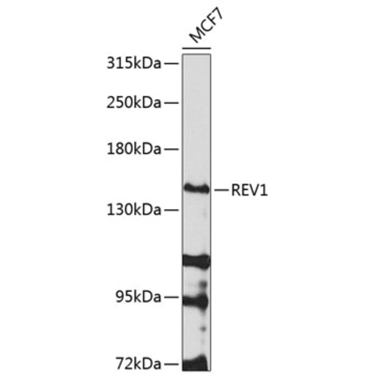 Western Blot - Anti-REV1 Antibody (A10437) - Antibodies.com