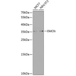 Western Blot - Anti-Endomucin Antibody (A10438) - Antibodies.com