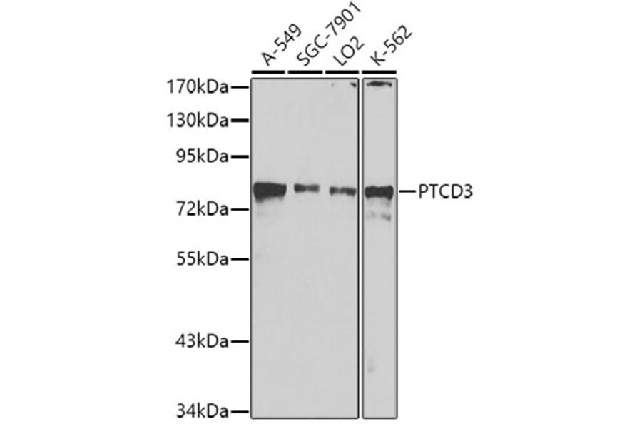 Western Blot - Anti-PTCD3 Antibody (A10439) - Antibodies.com