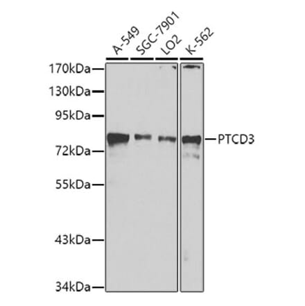 Western Blot - Anti-PTCD3 Antibody (A10439) - Antibodies.com