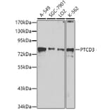 Western Blot - Anti-PTCD3 Antibody (A10439) - Antibodies.com