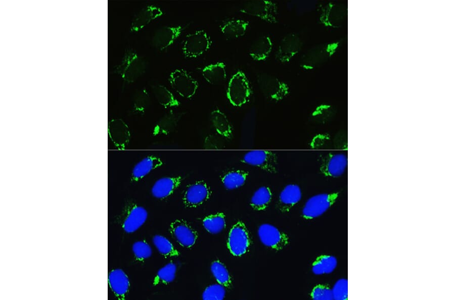 Immunofluorescence - Anti-PTCD3 Antibody (A10439) - Antibodies.com