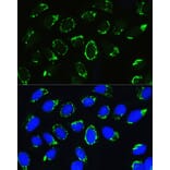 Immunofluorescence - Anti-PTCD3 Antibody (A10439) - Antibodies.com