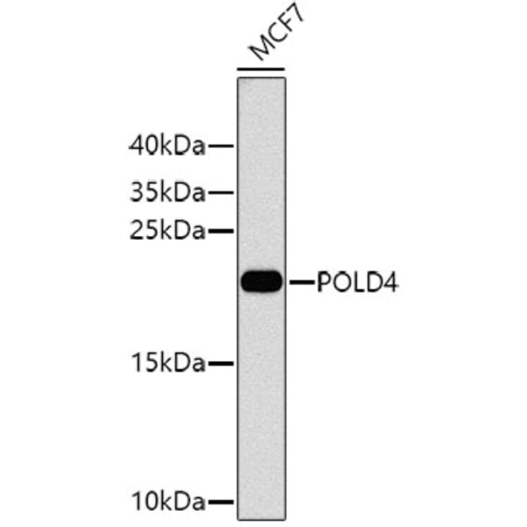 Western Blot - Anti-POLD4 Antibody (A10440) - Antibodies.com