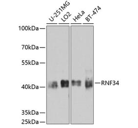 Western Blot - Anti-RNF34 Antibody (A10442) - Antibodies.com