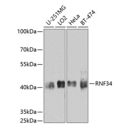 Western Blot - Anti-RNF34 Antibody (A10442) - Antibodies.com