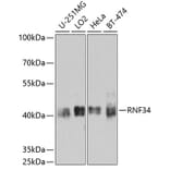Western Blot - Anti-RNF34 Antibody (A10442) - Antibodies.com