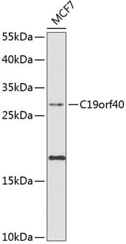 Western blot analysis of extracts of MCF-7 cells, using Anti-C19orf40 Antibody (A8520) at 1:1,000 dilution.
Secondary antibody: Goat Anti-Rabbit IgG (H+L) (HRP) (AS014) at 1:10,000 dilution.
Lysates / proteins: 25µg per lane.
Blocking buffer: 3% non-fat dry milk in TBST.
Detection: ECL Basic Kit (RM00020).
Exposure time: 90s.