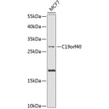 Western Blot - Anti-FAAP24 Antibody (A10443) - Antibodies.com