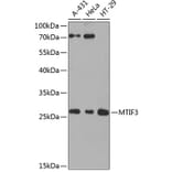 Western Blot - Anti-MTIF3 Antibody (A10446) - Antibodies.com