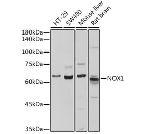 Western Blot - Anti-NOX1 Antibody (A10447) - Antibodies.com