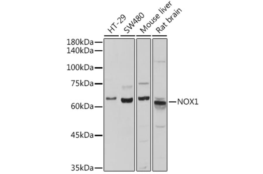 Western Blot - Anti-NOX1 Antibody (A10447) - Antibodies.com