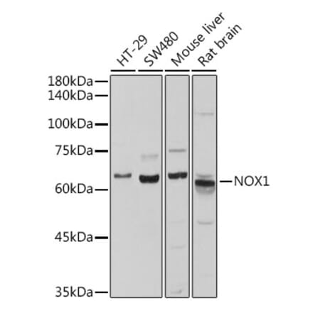 Western Blot - Anti-NOX1 Antibody (A10447) - Antibodies.com