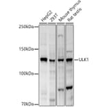 Western Blot - Anti-ULK1 Antibody (A10448) - Antibodies.com